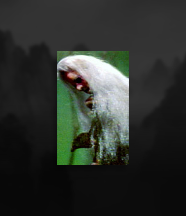 gupi.jpg